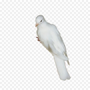 Homing pigeon Bird Oriental Roller Release dove Beak - Bird 