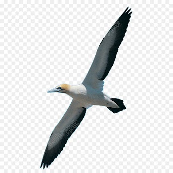 Homing pigeon Bird Swan goose Swallow Avialae - bird 