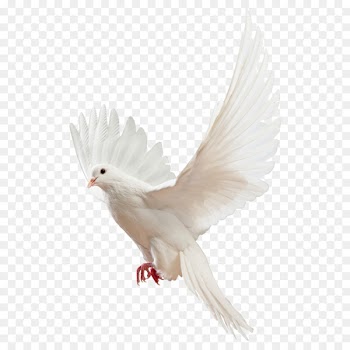 Homing pigeon Columbidae Religious Studies: Philosophy of Religion and Ethics - Pigeon Pigeon picture material 