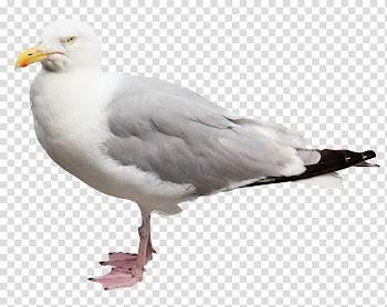 Homing pigeon European Herring Gull Columbidae Bird, White Pigeon transparent background PNG clipart
