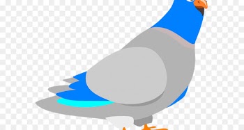 Homing Pigeon, Pigeons And Doves, English Carrier Pigeon, Rock Dove, Bird PNG