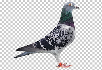 Homing Pigeon Stock Dove Racing Homer Bird Green Pigeon PNG ...