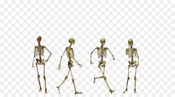 Homo sapiens Flores man Australopithecus afarensis Human skeleton - Skull 