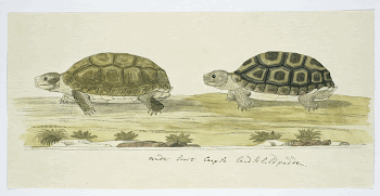 Homopus areolatus (Common padloper tortoise) | Free Photo - rawpixel