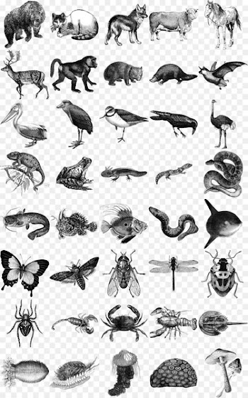 Honey bee Animals: 1,419 Copyright-Free Illustrations of Mammals, Birds, Fish, Insects, Etc Animals: 1,419 Copyright-Free Illustrations of Mammals, Birds, Fish, Insects, Etc - sea cucumber 