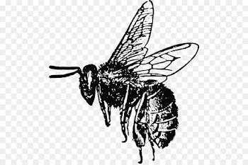 Honey bee Bumblebee Clip art - Bee Silhouette Cliparts png ...