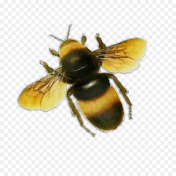 Honey bee Bumblebee Portable Network Graphics Clip art -  