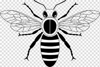 Honey bee Drawing Beehive , Black and white bee transparent background PNG clipart