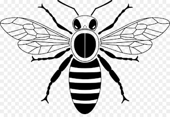 Honey bee Drawing Beehive Clip art - Black and white bee 