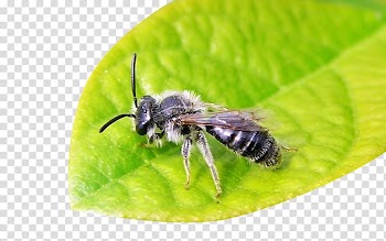 Honey bee Galaga Bumblebee Apidae Insect, Bees on the leaves transparent background PNG clipart