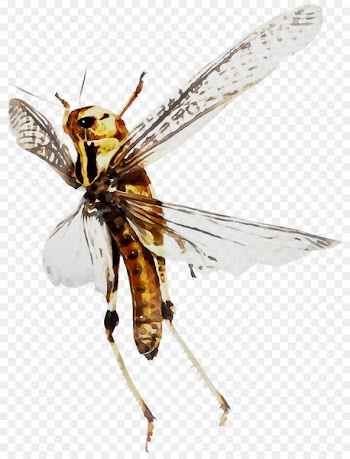 Honey bee Hornet Net-winged insects Wasp -  