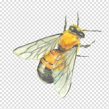 Honey bee illustration, Painting, Hand-painted bees transparent background PNG clipart