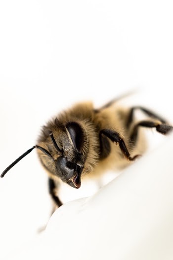 Honey Bee in Close-up Photography