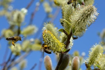 Honey Bee Perched on Green Flower