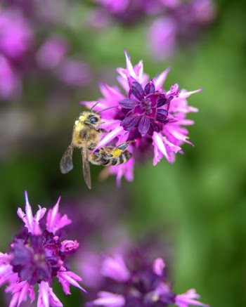 Honey Bee Perching On Purple Cluster Flowers In Selective Focus Photography