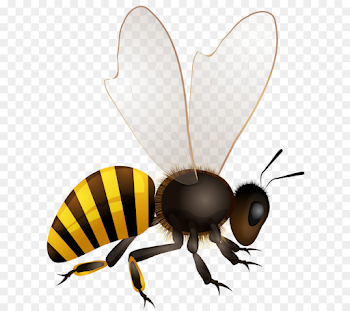 Honey bee Vector graphics Royalty-free Beehive - bee png download ...