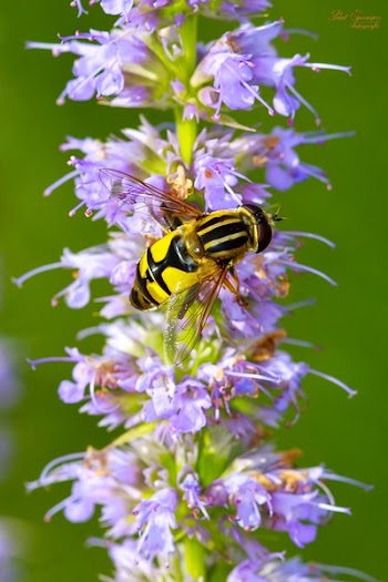 Honey Been on Flowers Close Up Photography
