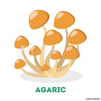 Honey fungus