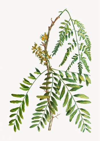 Honey locust branch | Free stock vector - 568526