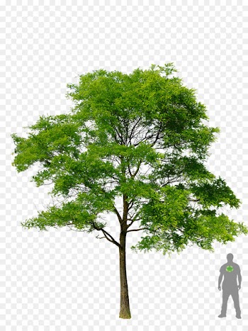 Honey locust Tree Plant - tree plan 