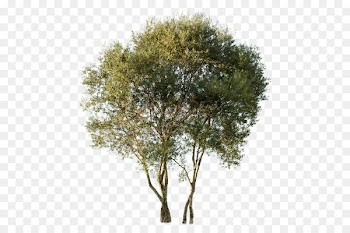 Honey locust Tree Portable Network Graphics Deciduous Transparency - tree 