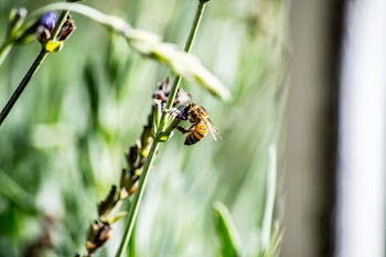 Honeybee Perched on Flower in Closeup Photography