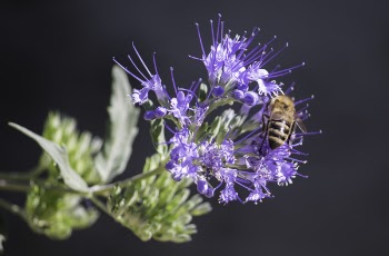 Honeybee Perched on Purple Petaled Flower Closeup Photography