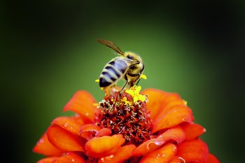 Honeybee Perched on Red Petaled Flower in Closeup Photography