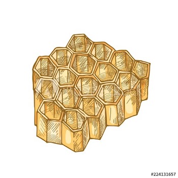 Honeycomb isolated on white background