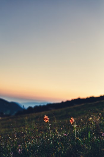 Honeymoon in the meadows of Sass Putia!