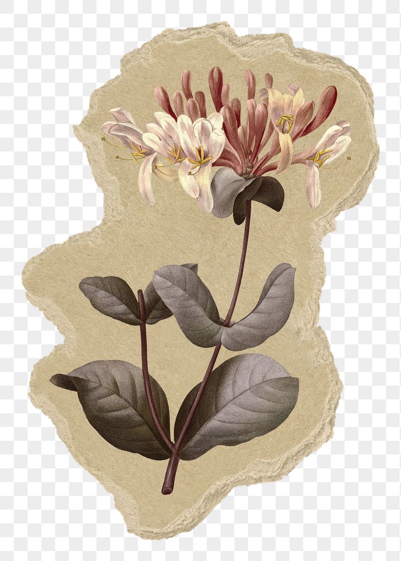 Honeysuckle flower png sticker, torn | Free PNG - rawpixel