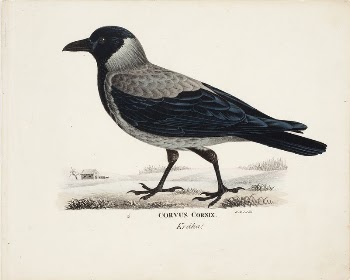 Hooded crow, 1828 - 1838, | Free Photo - rawpixel