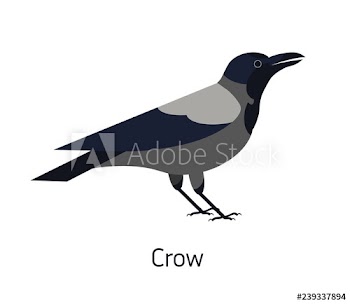 Hooded crow isolated on white background