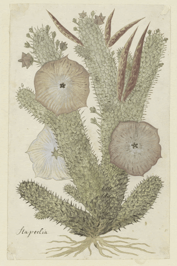 Hoodia gordonii (Bushman&rsquo;s hat) (1777&ndash;1786) | Free Photo - rawpixel