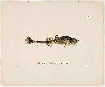 Hooknose, 1836 - 1857, Wilhelm | Free Photo - rawpixel