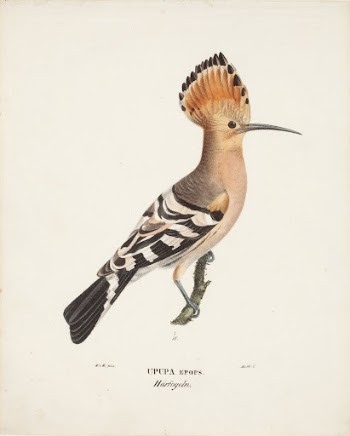 Hoopoe, 1829, Magnus Von Wright | Free Photo - rawpixel