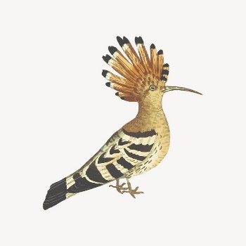 Hoopoe clipart, bird illustration vector. | Free Vector Illustration - rawpixel