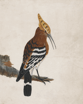 Hoopoe: Common Hoopoe (ca. 1790) | Free Photo - rawpixel