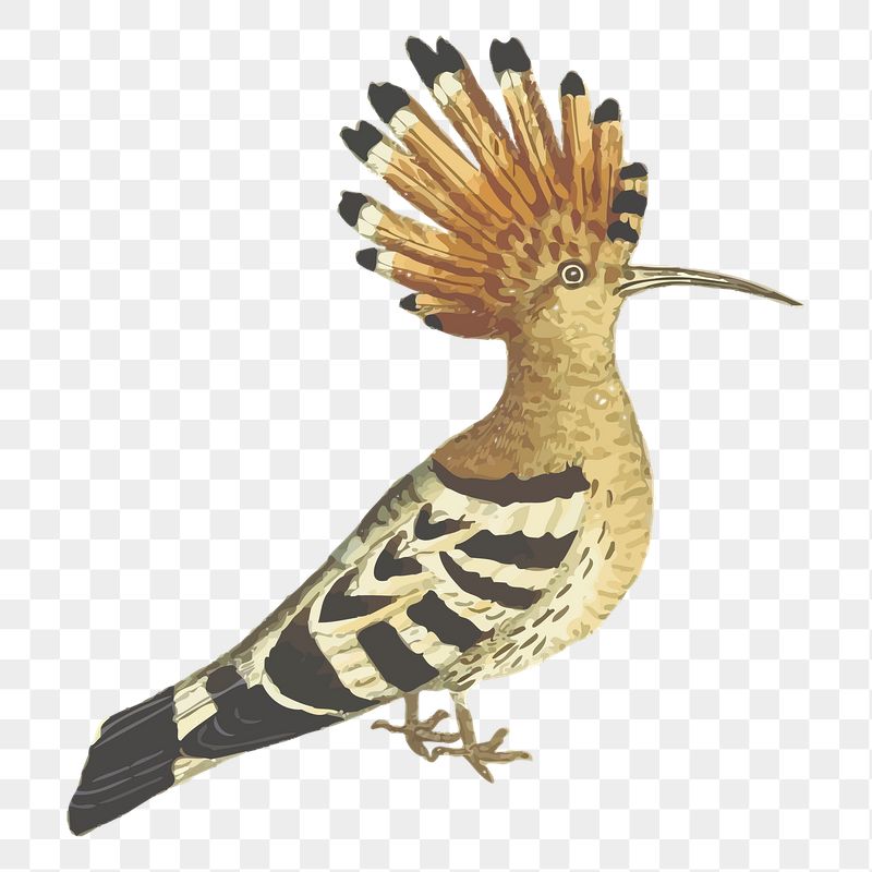 Hoopoe png sticker bird illustration, | Free PNG - rawpixel