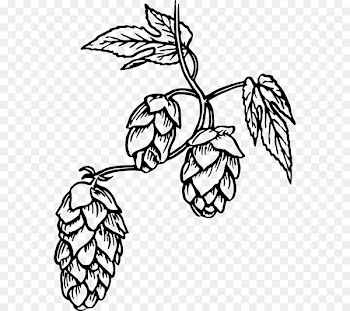 Hops Beer Common hop Drawing Clip art - hops 