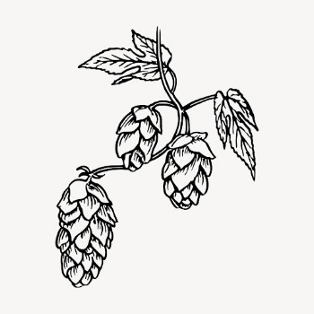 Hops clipart, vintage brewing illustration | Free Vector - rawpixel