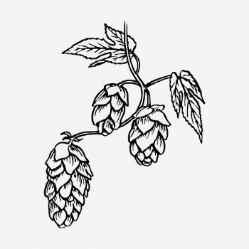 Hops drawing, vintage brewing illustration. | Free Photo - rawpixel