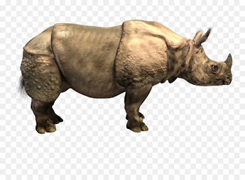 Horn Elasmotherium Indian rhinoceros Woolly rhinoceros Sumatran rhinoceros - others 