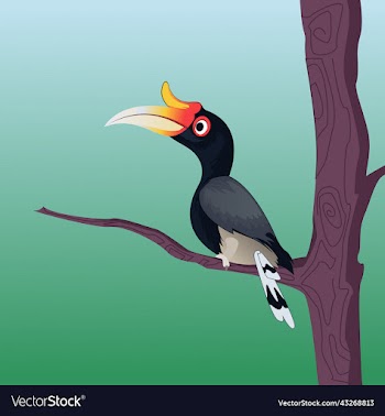 hornbill bird