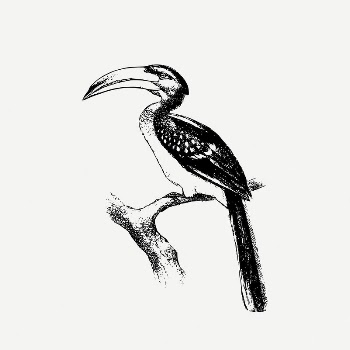 Hornbill bird clipart, animal illustration | Free PSD Illustration - rawpixel