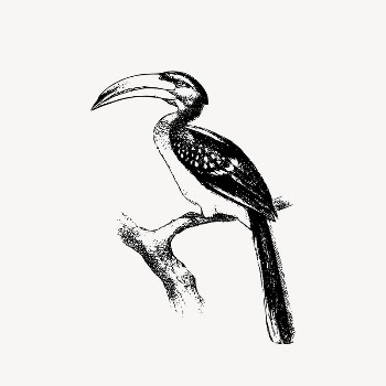 Hornbill bird clipart, animal illustration | Free Vector Illustration - rawpixel