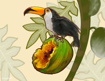 Hornbill bird on a coconut illustration | Free stock vector - 463778
