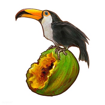 Hornbill bird on a coconut illustration | Free stock vector - 463782