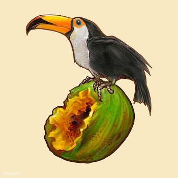 Hornbill bird on a coconut illustration | Free stock vector - 463793
