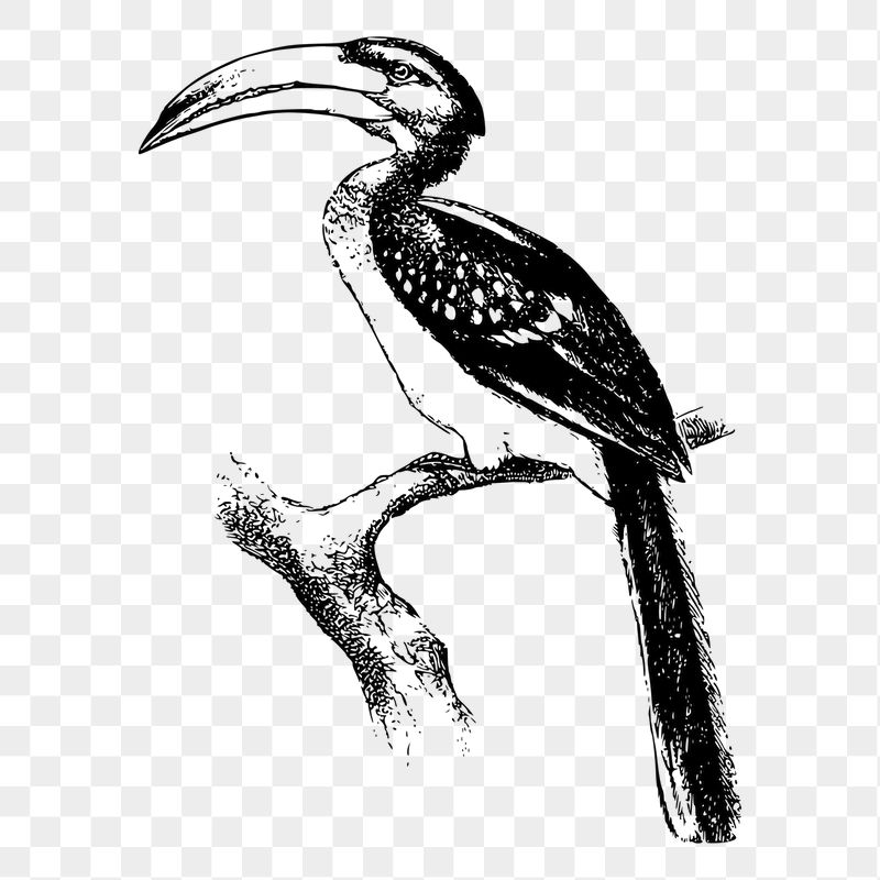 Hornbill bird png sticker animal | Free PNG - rawpixel